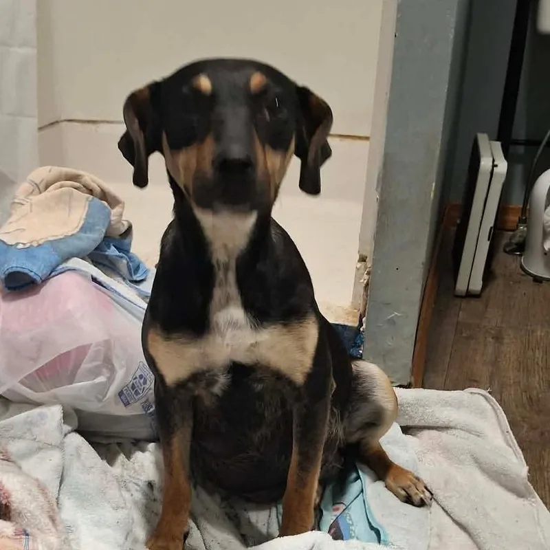 A young small-sized female Black Mixed Breed dog named Birdie for adoption in Lima, OH