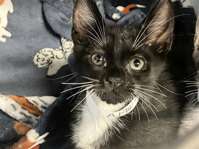 A baby small-sized male Domestic Short Hair cat named Jose for adoption in Tustin, CA