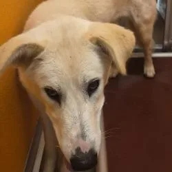 A young large-sized male White / Cream Shepherd dog named Ghost for adoption in Norman, OK