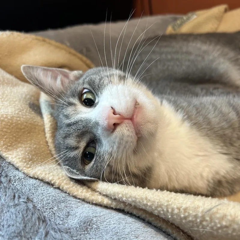 An adult medium-sized male Gray / Blue / Silver Domestic Short Hair cat named Bell Bond for adoption in Eaton Rapids, MI