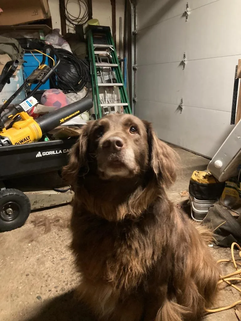 A senior large-sized male Labrador Retriever dog named Grandpa Olaf for adoption in Minneapolis, MN