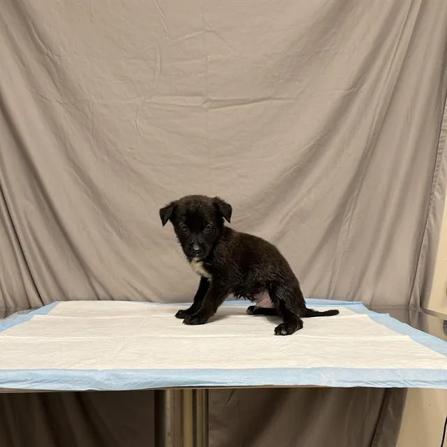 A baby small-sized male German Shepherd Dog dog named Nigel for adoption in Agoura, CA