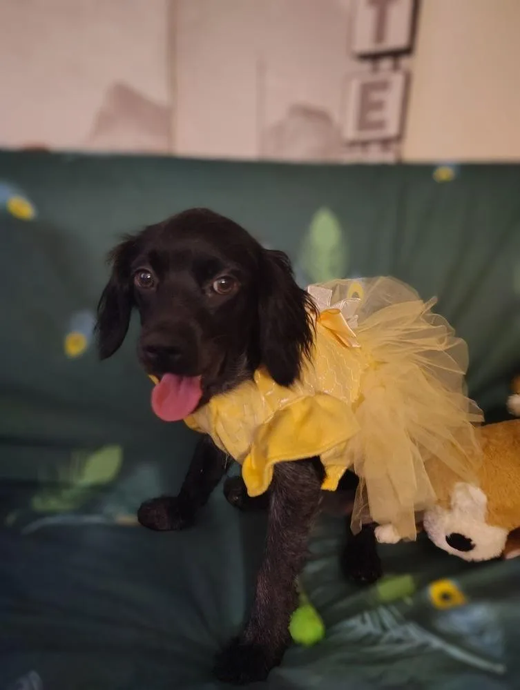 A baby small-sized female Spaniel dog named Fig Casa for adoption in Boston, MA