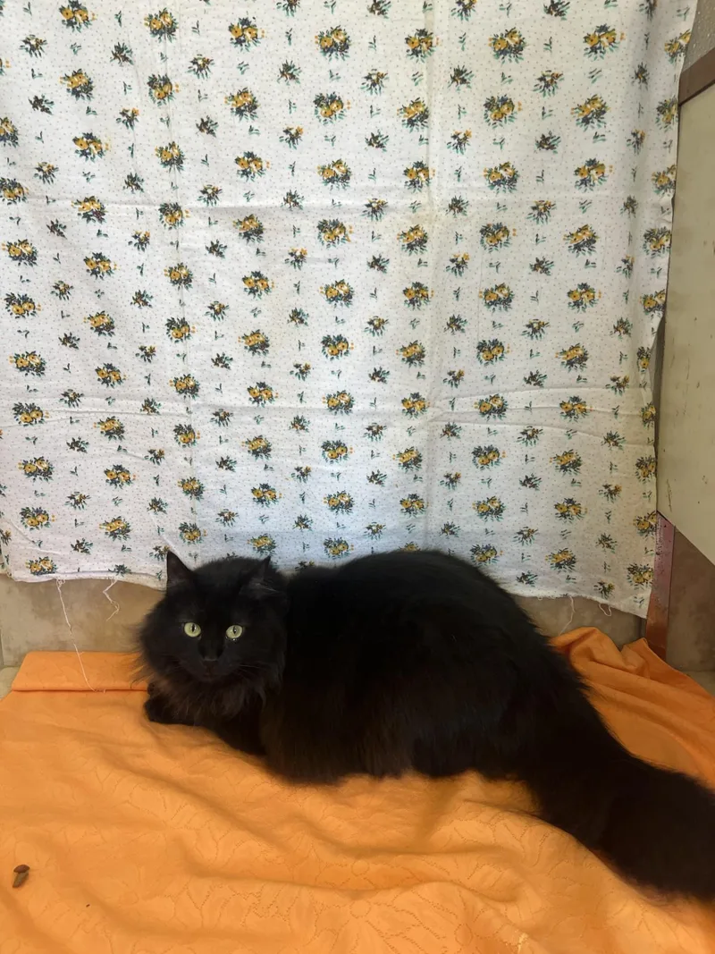 An adult large-sized female Black Domestic Long Hair cat named Boo for adoption in Upper Sandusky, OH