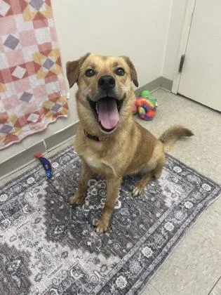 An adult medium-sized female Golden Mixed Breed dog named Biscuit for adoption in Hamilton, OH