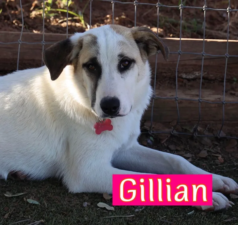 A young large-sized female Great Pyrenees dog named Gillian for adoption in Southlake, TX