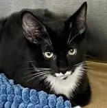 A baby medium-sized male Domestic Short Hair cat named Waffle for adoption in Santa Cruz, CA