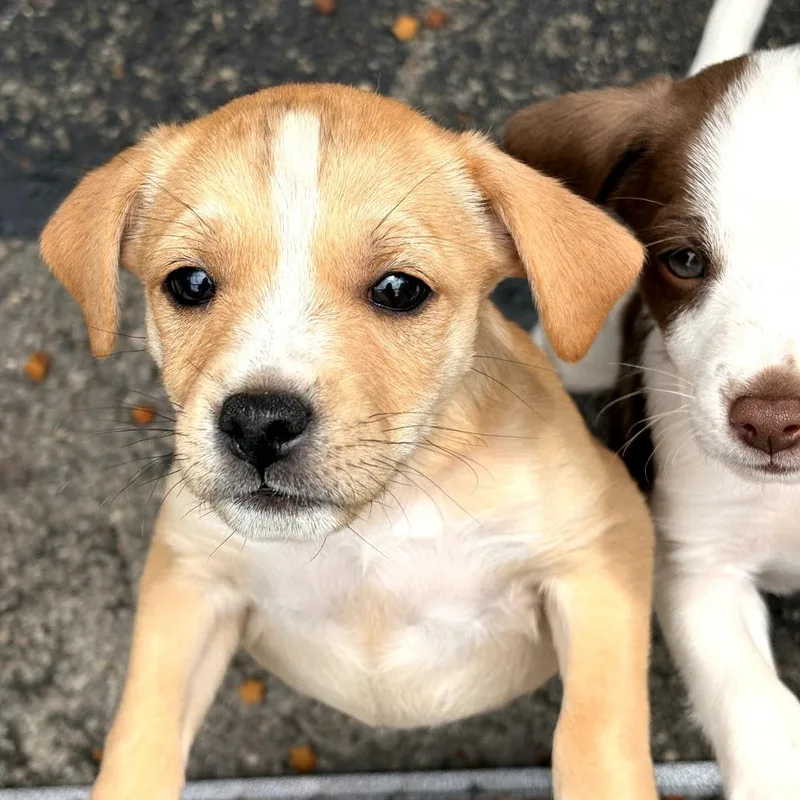 A baby small-sized female Yellow / Tan / Blond / Fawn Mixed Breed dog named Raine for adoption in Evensville, TN