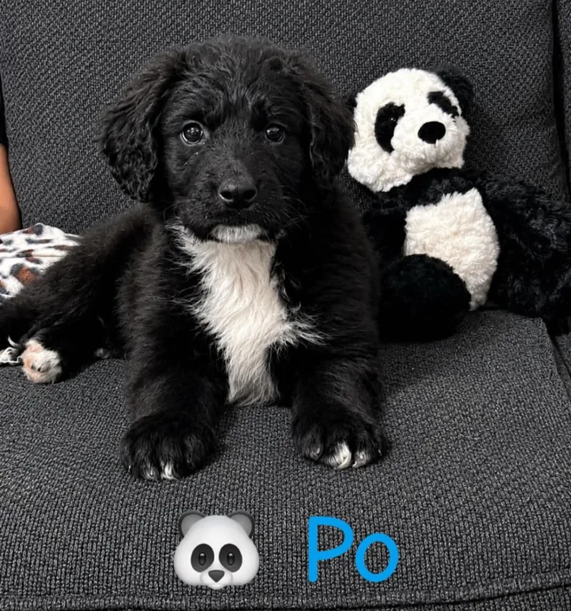 A baby medium-sized male Black Labradoodle dog named Po for adoption in Grand Rapids, MI