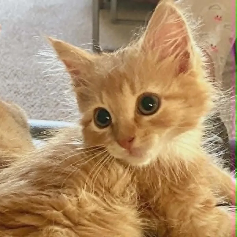 Ryder