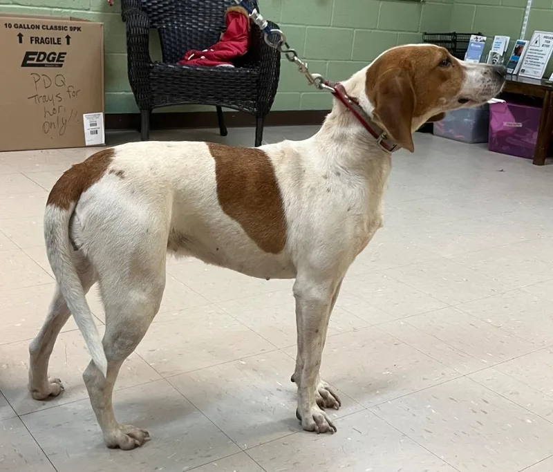 An adult medium-sized female Coonhound dog named Jill for adoption in Burnsville, NC