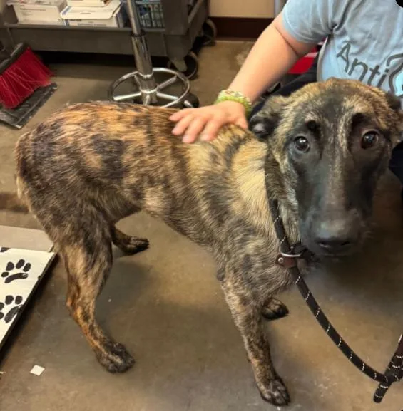 A young medium-sized female Belgian Shepherd / Malinois dog named Nyx for adoption in Palatine, IL