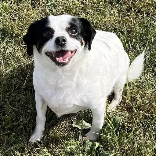 An adult small-sized male Chihuahua dog named Liam for adoption in Albany, NY