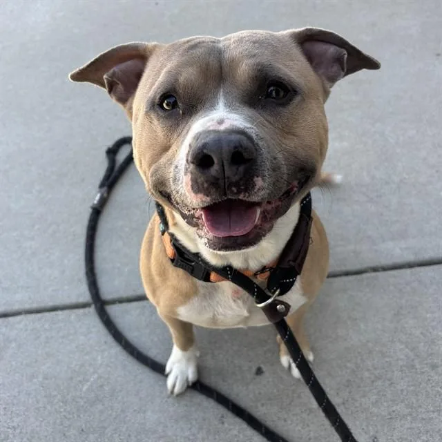 An adult medium-sized male American Staffordshire Terrier dog named Champ for adoption in Lincolnton, NC