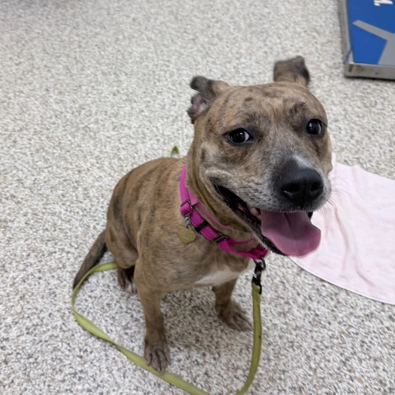 An adult medium-sized female Brown / Chocolate Mixed Breed dog named Hallie for adoption in Auburn, AL