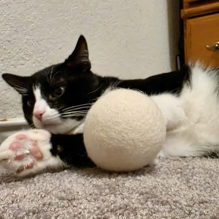 A baby medium-sized male Black & White / Tuxedo Domestic Medium Hair cat named Buddy for adoption in Liverpool, TX