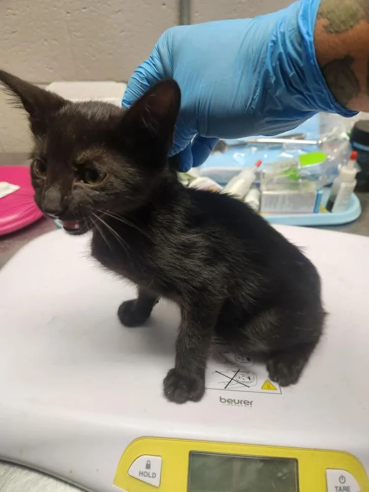 A young medium-sized male Black Domestic Short Hair cat named Cardinal Flower for adoption in Lexington, TN