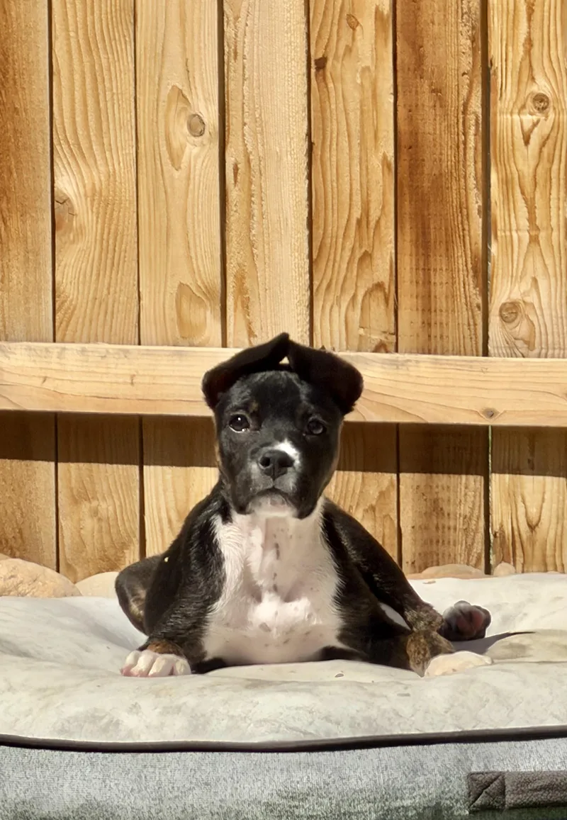 A baby medium-sized male Black Mountain Cur dog named Chill for adoption in Evergreen, CO