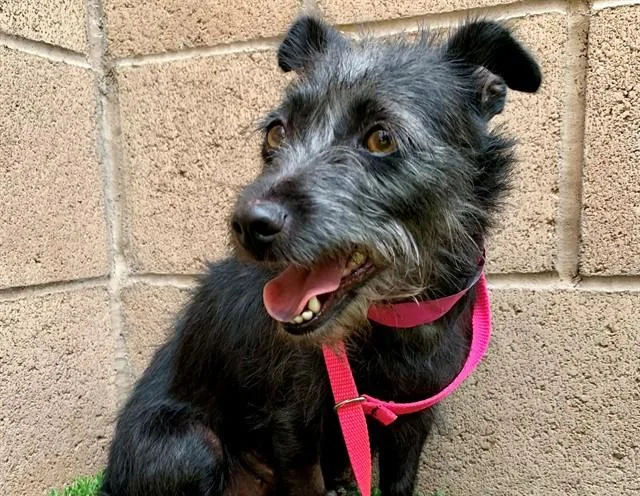 A young medium-sized female Terrier dog named Angel for adoption in Moreno Valley, CA