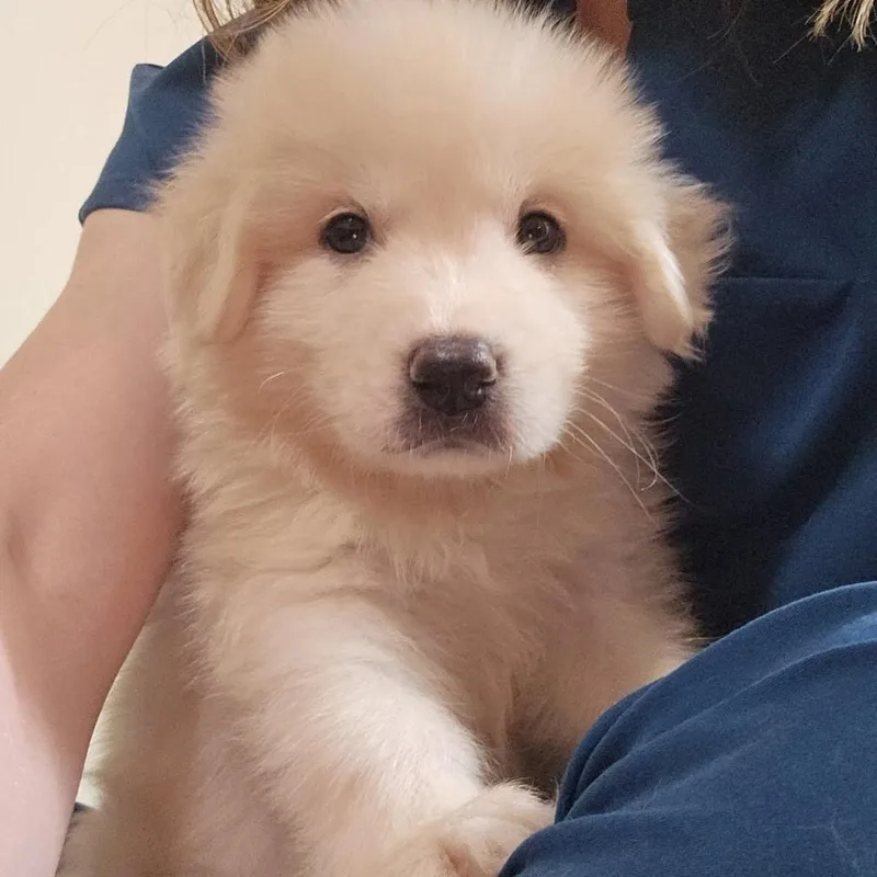 A baby extra large-sized female Great Pyrenees dog named Shadow for adoption in Spring hill, TN