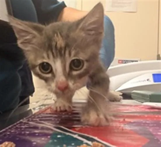 A baby small-sized female Domestic Short Hair cat named Ms Fluffy for adoption in Riverside, CA