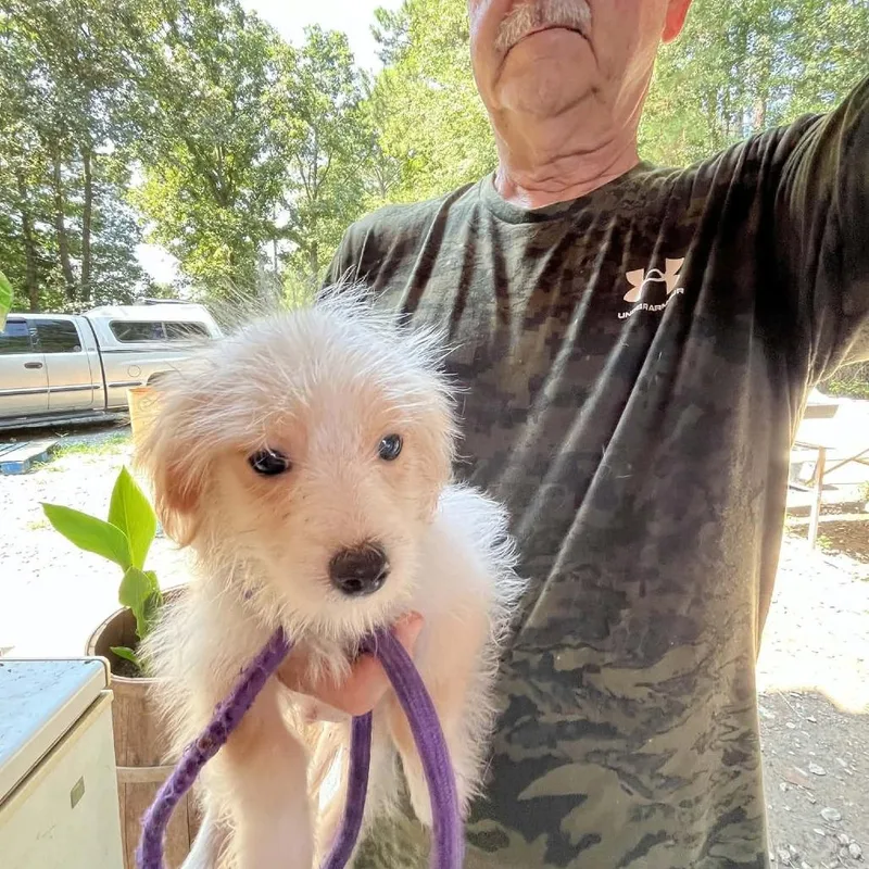 A baby small-sized male White / Cream Maltese dog named Thor for adoption in Smithfield, NC