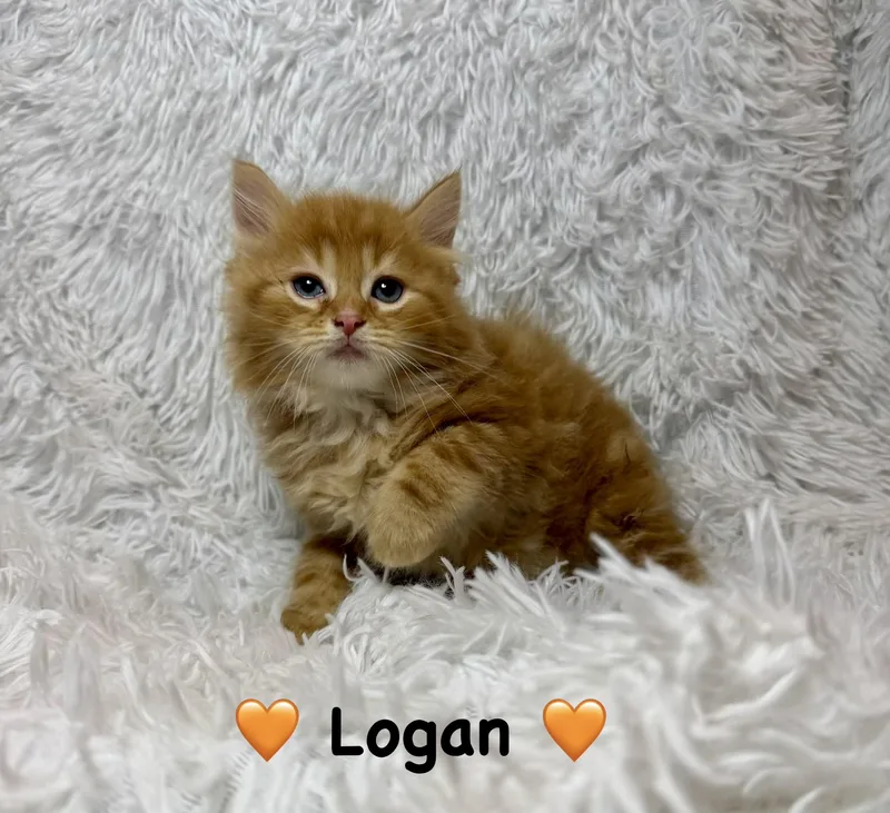 A baby medium-sized male Orange & White Domestic Long Hair cat named Logan for adoption in Copley, OH
