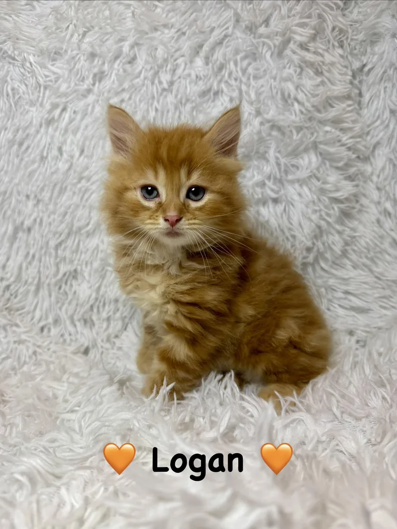 Logan thumbnail 3