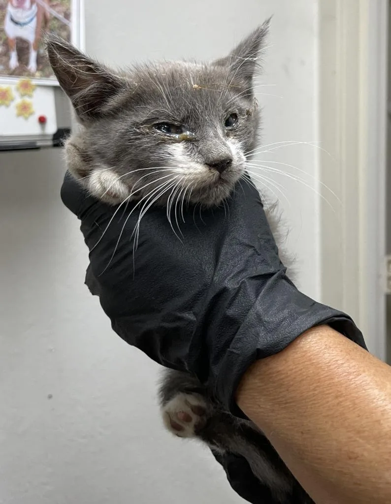 A baby medium-sized female Domestic Short Hair cat named Dakotah for adoption in Chico, CA