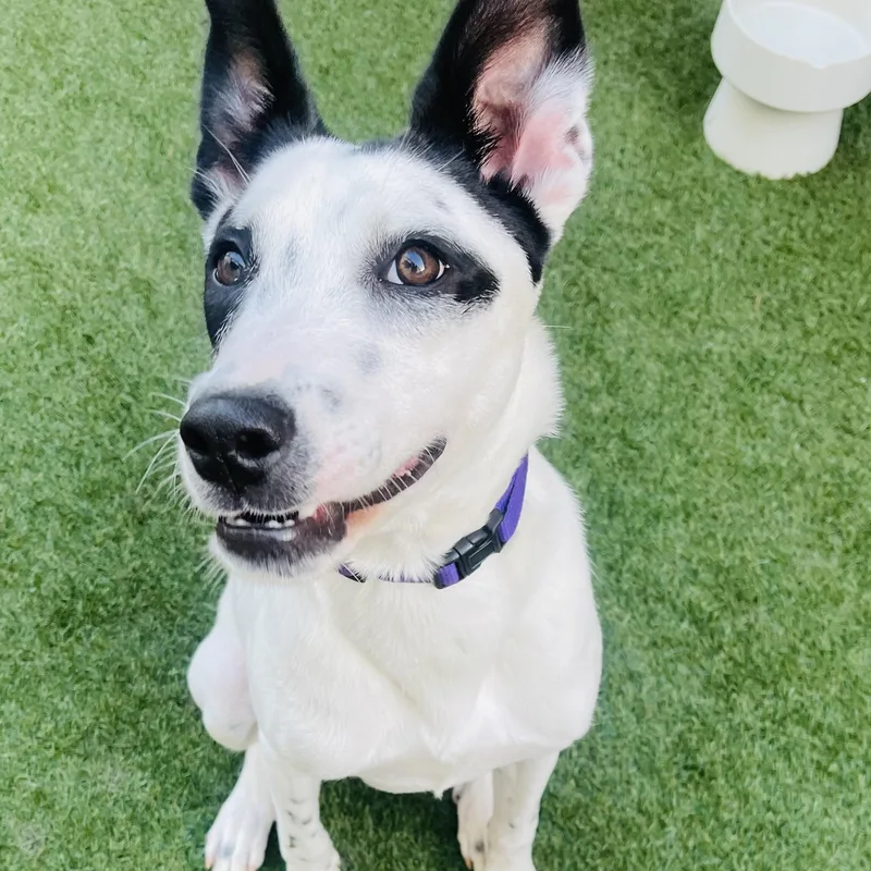 A baby medium-sized female White / Cream Mixed Breed dog named Vi for adoption in Houston, TX