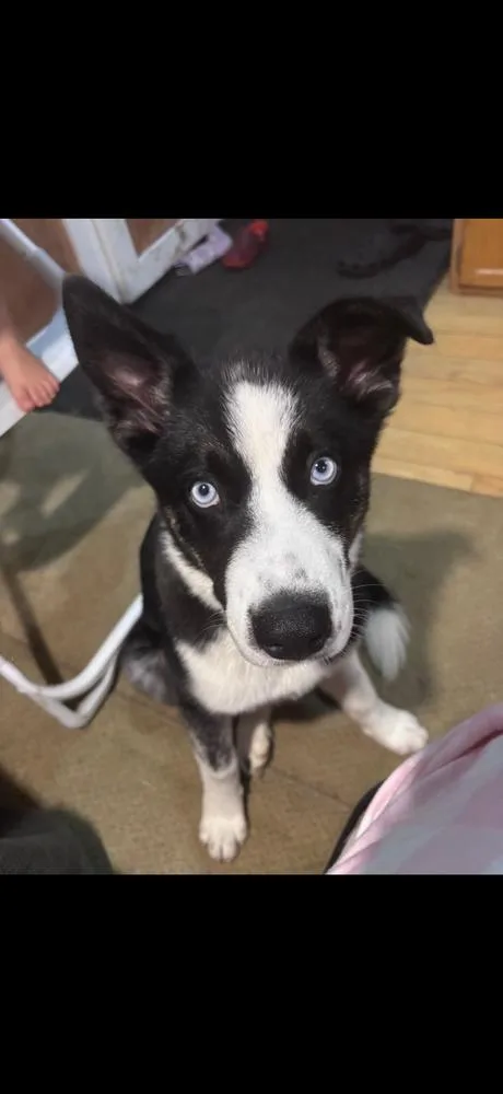 A baby medium-sized female Tricolor (Brown, Black, & White) Siberian Husky dog named Everest for adoption in Irwin, PA