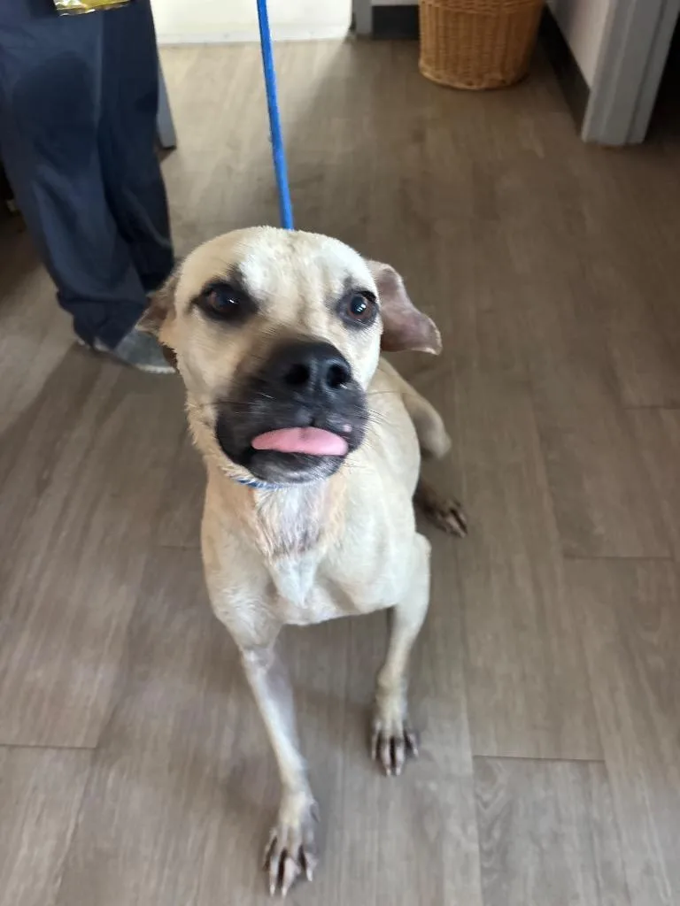 An adult large-sized male Mixed Breed dog named Chicken for adoption in Metter, GA