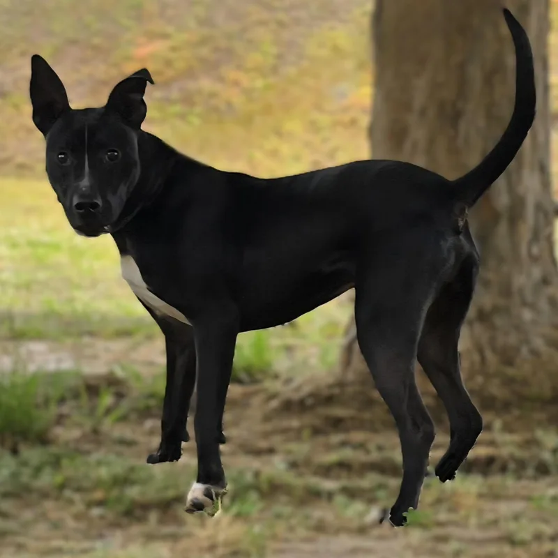 A young medium-sized male Black Labrador Retriever dog named Scooby for adoption in Milledgeville, GA