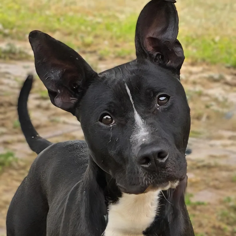 Scooby thumbnail 4