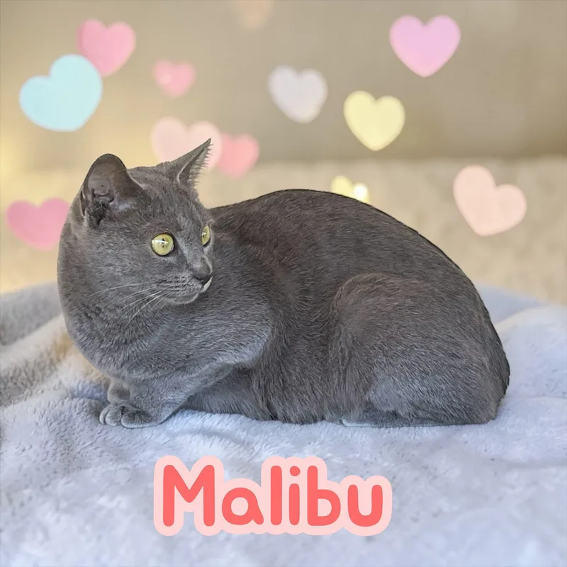 Malibu