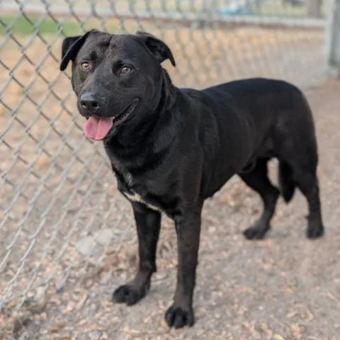 An adult large-sized male Labrador Retriever dog named Splinter for adoption in Conroe, TX
