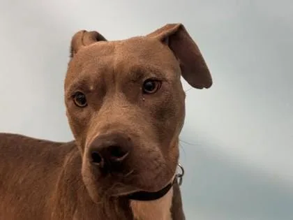 An adult medium-sized female Pit Bull Terrier dog named Cha Cha for adoption in Woodbury, MN