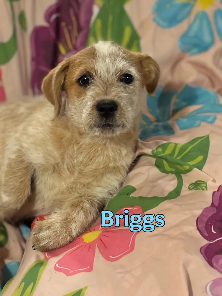 Briggs