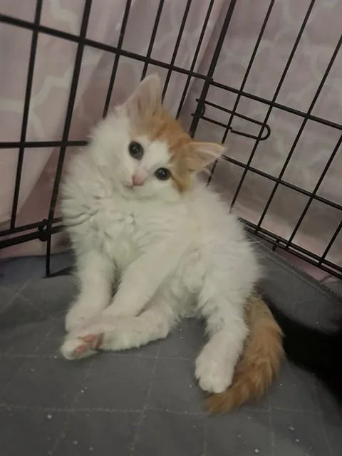 A baby small-sized female Domestic Medium Hair cat named Sherry for adoption in Saint Peters, MO