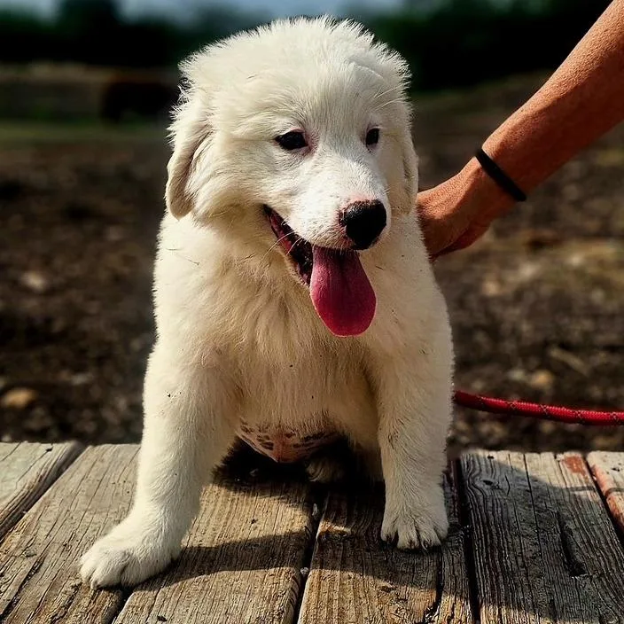 A baby large-sized female White / Cream Great Pyrenees dog named Lottie Ci for adoption in Austin, TX