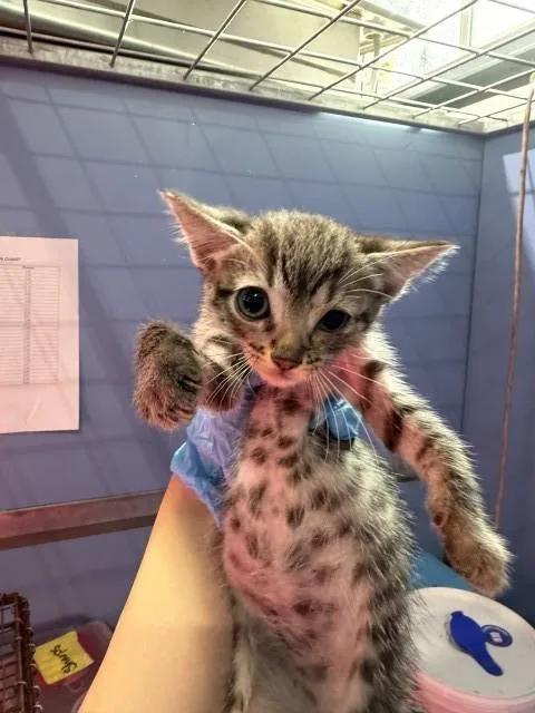 A baby small-sized male Domestic Short Hair cat named Skylar for adoption in San Bernardino, CA