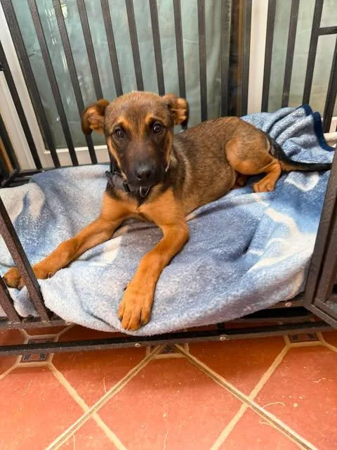 A baby large-sized female Black German Shepherd Dog dog named Cece for adoption in Greeneville, TN