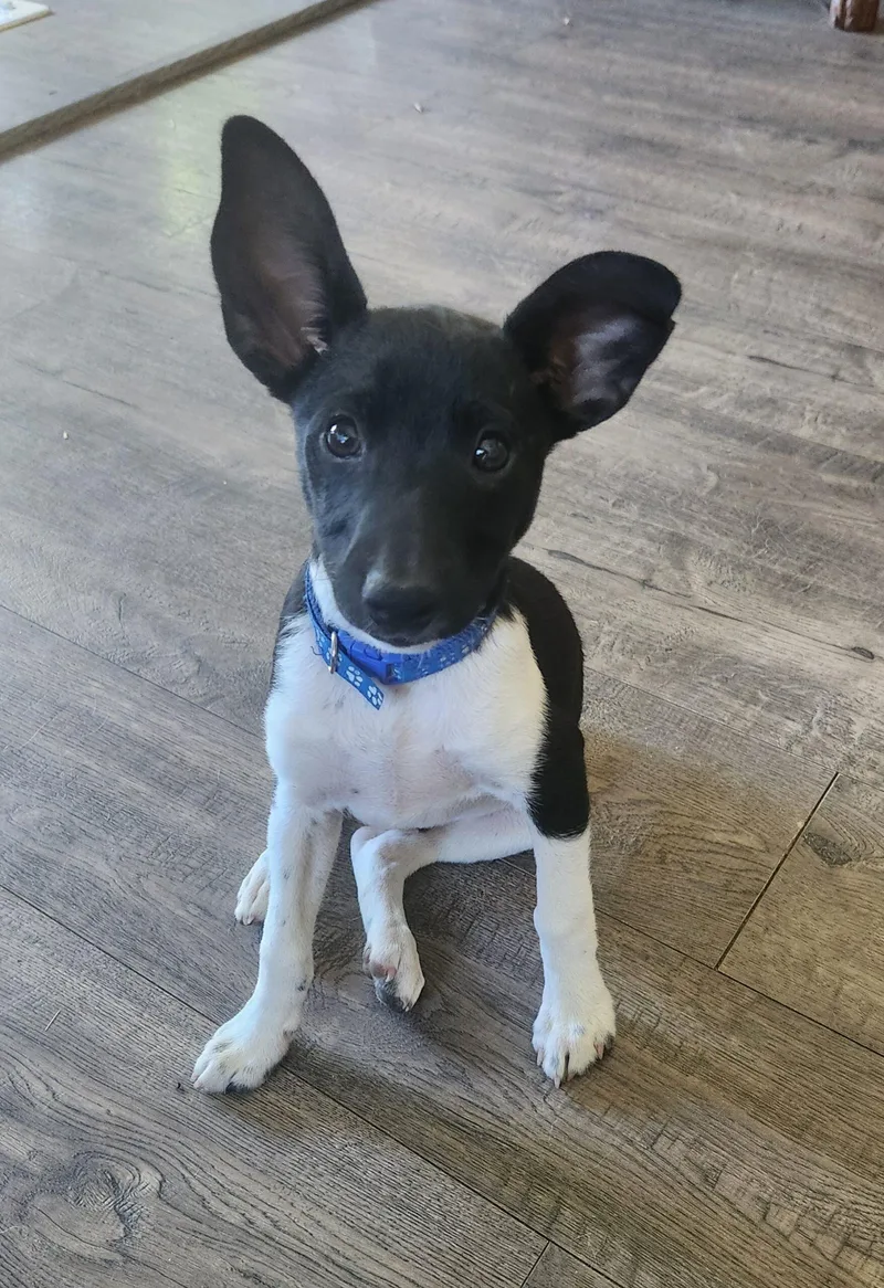 A baby small-sized male Black Jack Russell Terrier dog named Wilbur for adoption in Twin lakes, WI