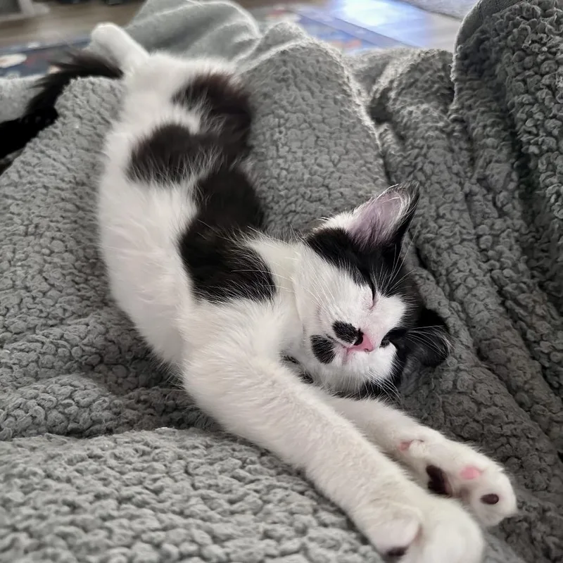 Elsie
