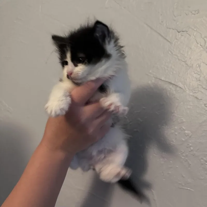 Elsie thumbnail 5