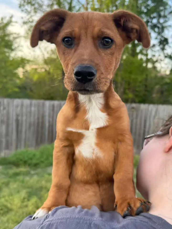 A baby small-sized male Red / Chestnut / Orange Dachshund dog named Georgie for adoption in Calera, AL