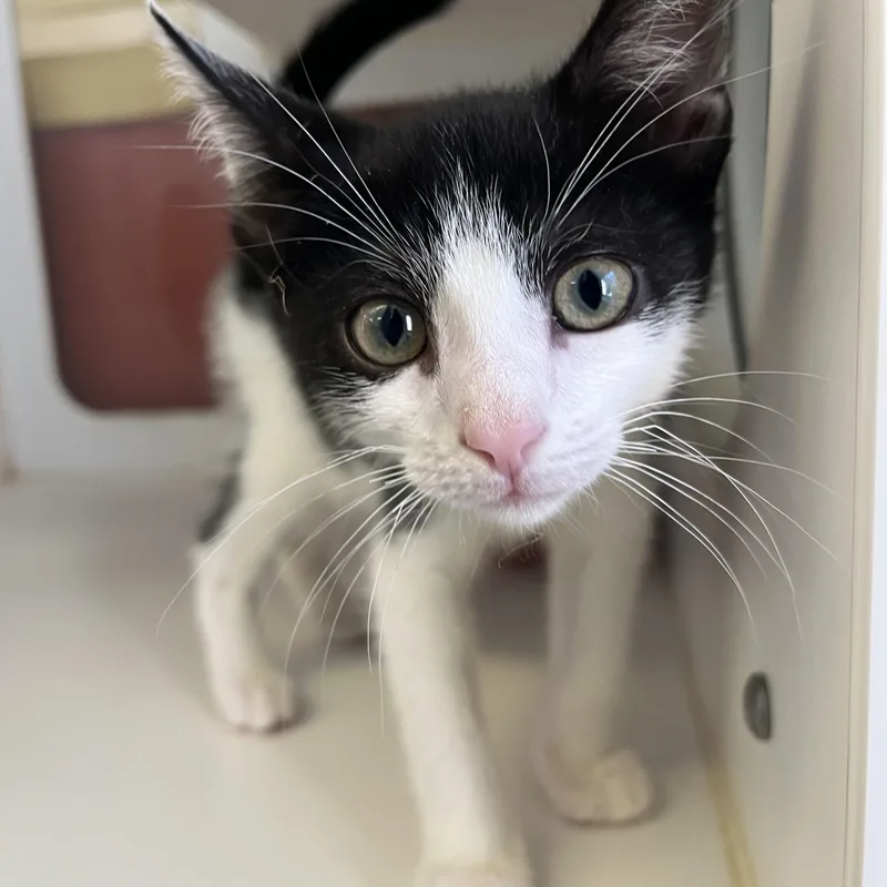 A young small-sized male Domestic Short Hair cat named Edward for adoption in Southold, NY