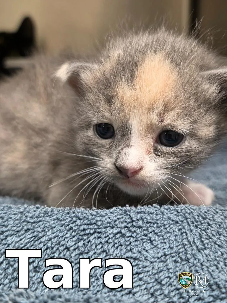 A baby medium-sized female Domestic Short Hair cat named Tara for adoption in Rocky Mount, NC