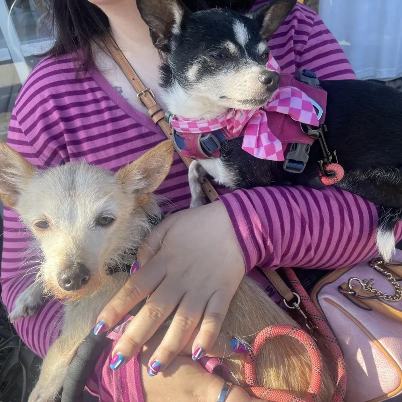 A senior small-sized male Yellow / Tan / Blond / Fawn Terrier dog named Bugs for adoption in San Francisco, CA