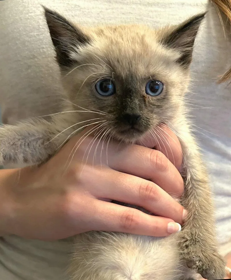 A baby medium-sized male Buff / Tan / Fawn Siamese cat named Gable for adoption in Campbell, CA